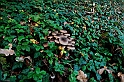 Autunno - Funghi_12